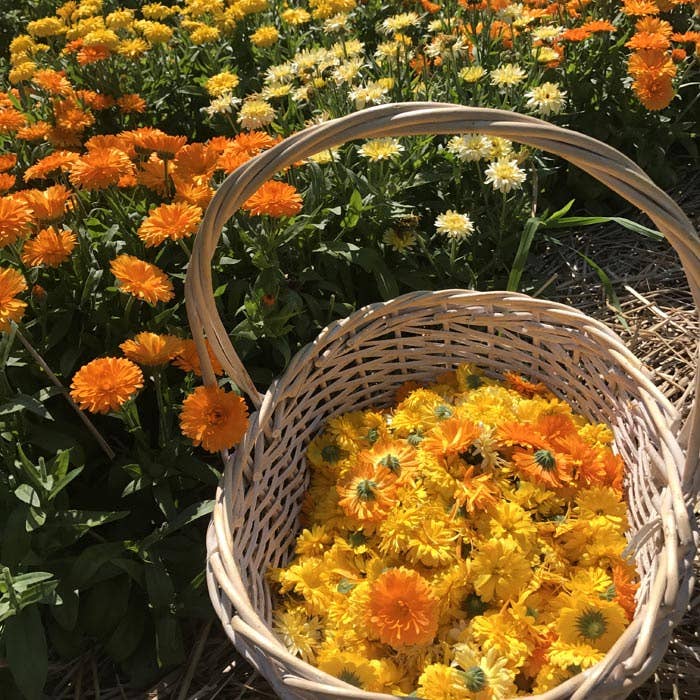 Calendula