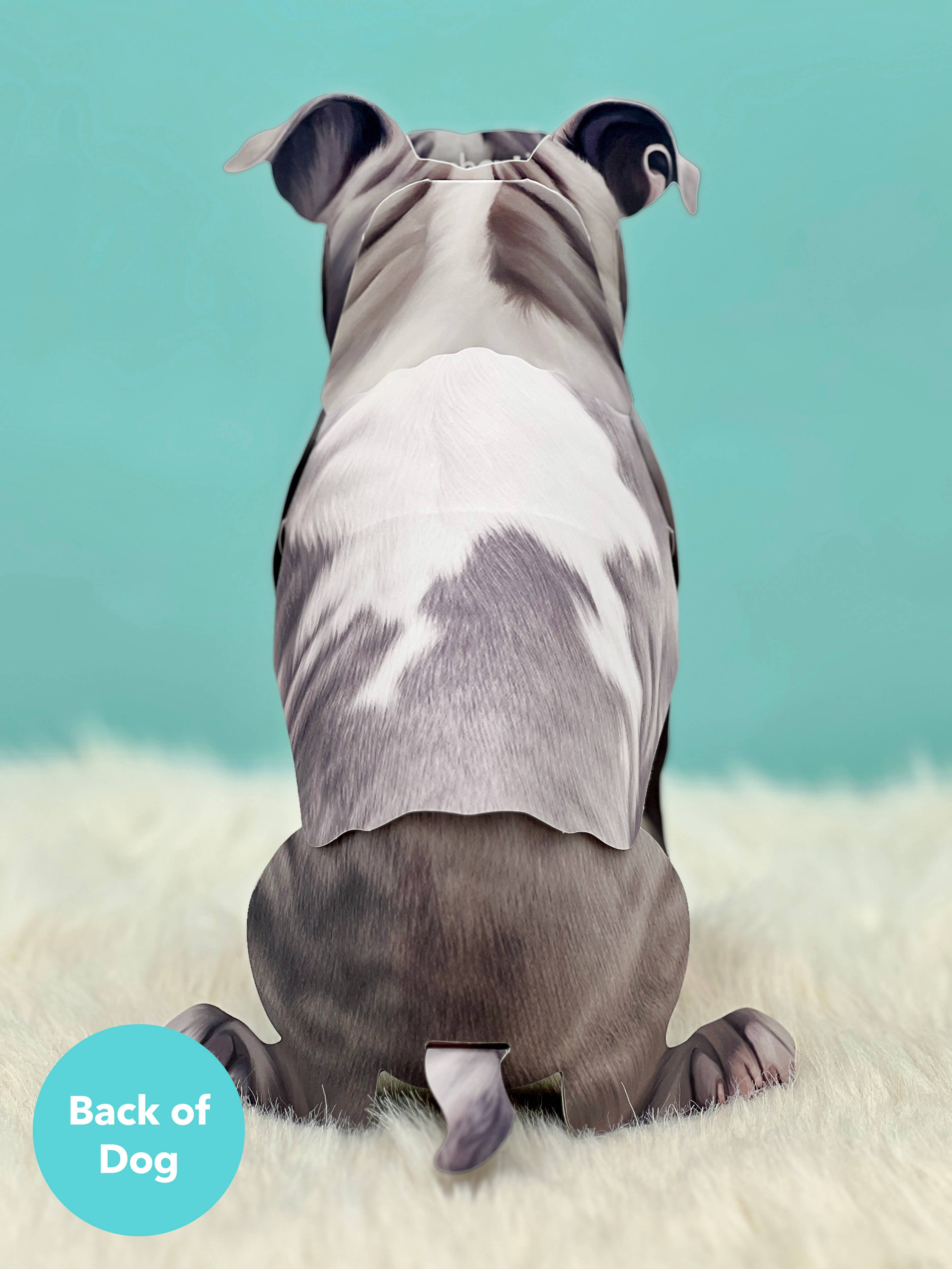 Gray Pitbull (6 Pop-up Greeting Cards)