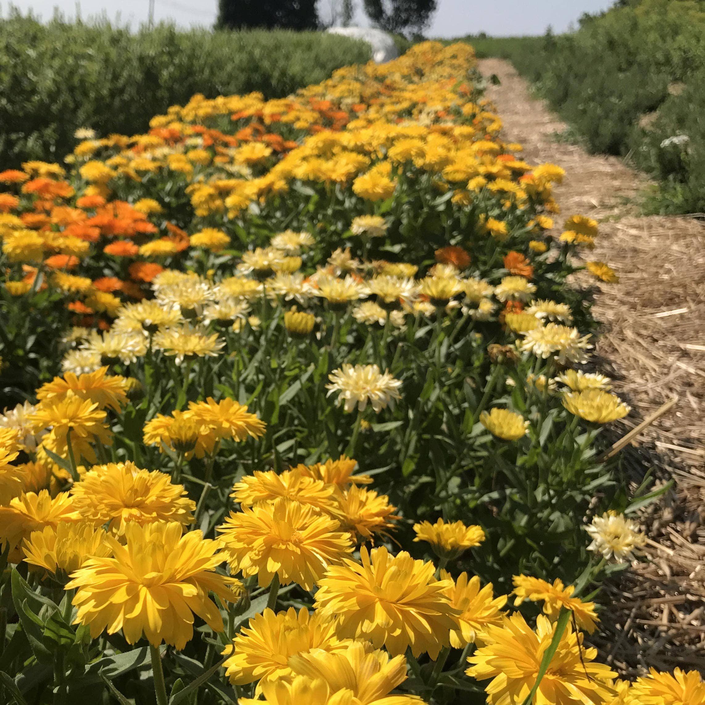 Calendula