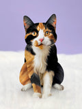 Calico Cat (6 Pop-up Greeting Cards)